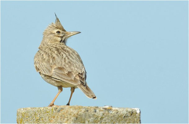 HAUBENLERCHE, CRESTED LARK, GALERIDA CRISTATA