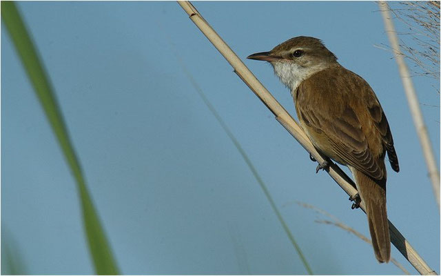 DROSSELROHRSÄNGER, GREAT REED WARBLER, ACROCEPHALUS ARUNDINACEUS