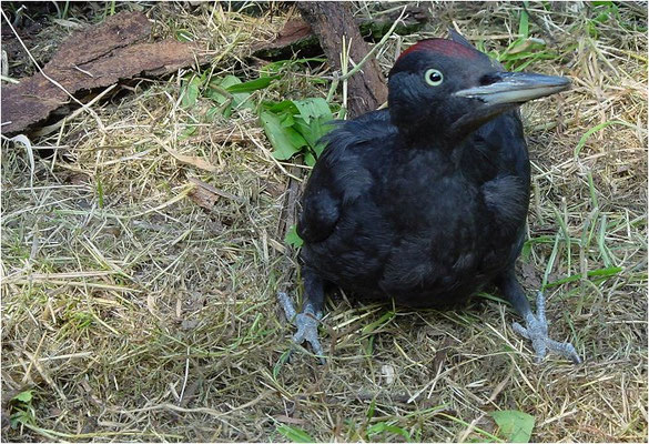 SCHWARZSPECHT,  BLACK WOODPECKER, DRYOCOPUS MARTIUS