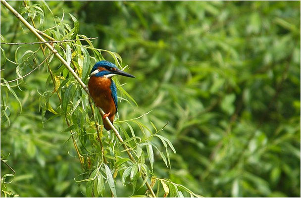 EISVOGEL, COMMON KINGFISHER, ALCEDO ATTHIS