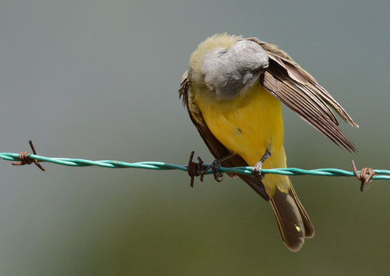 TRAUERTYRANN, TROPICAL KINGBIRD, TYRANNUS MELANCHOLICUS