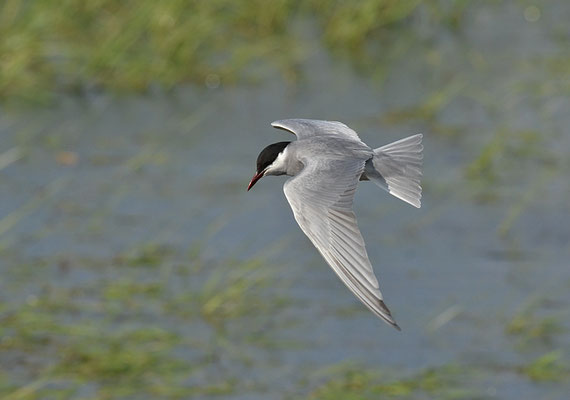 WEISSBARTSEESCHWALBE, WHISKERED TERN,  CHLIDONIAS HYBRIDA