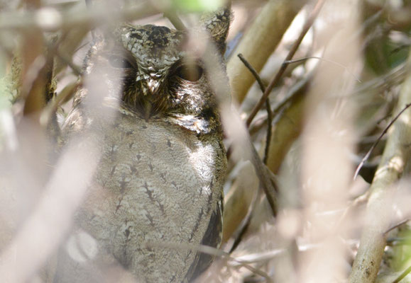 HINDU-ZWERGOHREULE, INDIAN SCOPS OWL, OTUS BAKKAMOENA