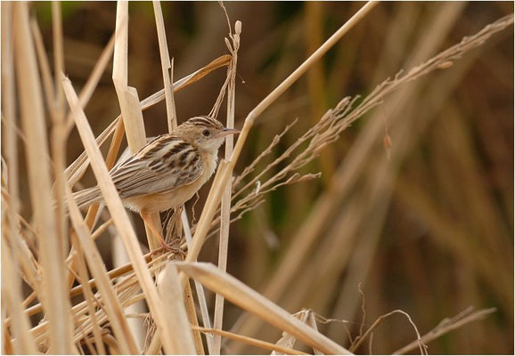CISTENSÄNGER, ZITTING CISTICOLA, CISTICOLA JUNCIDIS