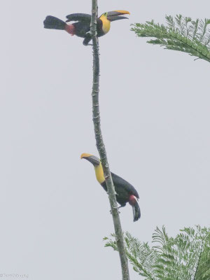 Goldkehltukan, Yellow-throated Toucan - Ramphastos ambiguus