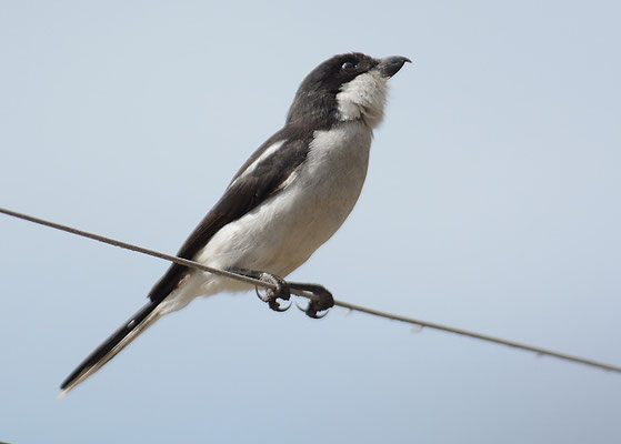 FISKALWÜRGER, COMMON FISCAL, LANIUS COLLARIS