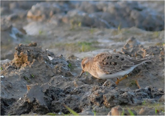 TEMMINCKSTRANDLÄUFER, TEMMINCK´S STINT, CALIDRIS TEMMINCKII