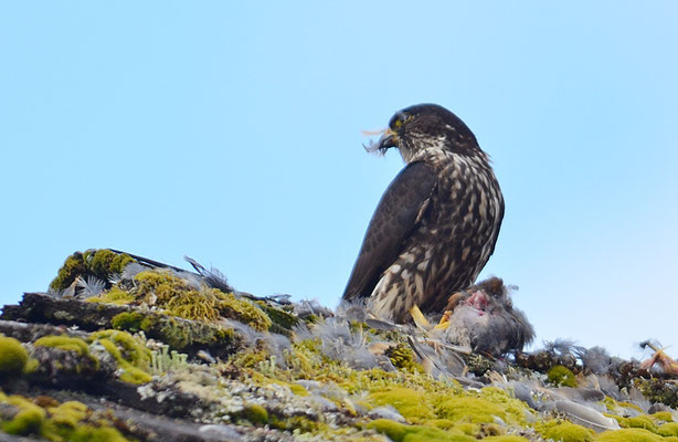 WANDERFALKE, PEREGRINE FALCON, FALCO PEREGRINUS