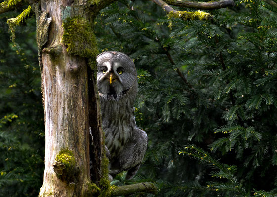 BARTKAUZ, GREAT GREY OWL, STRIX NEBULOSA