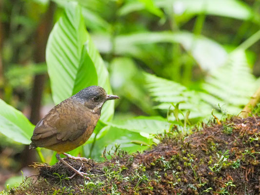 GRAUSCHEITEL-AMEISENPITTA, MOUSTACHED ANTPITTA - GRALLARIA ALLENI