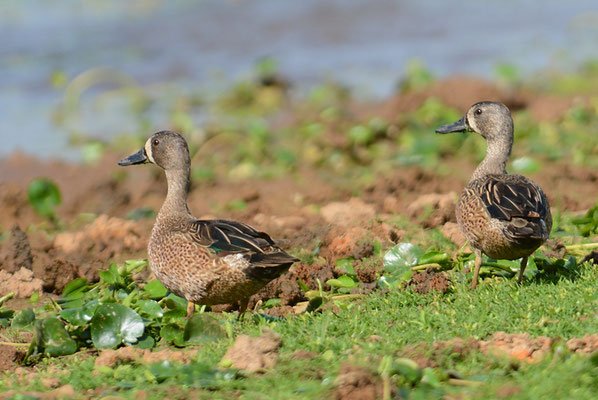 BLAUFLÜGELENTE, BLUE-WINGED TEAL, ANAS DISCORS