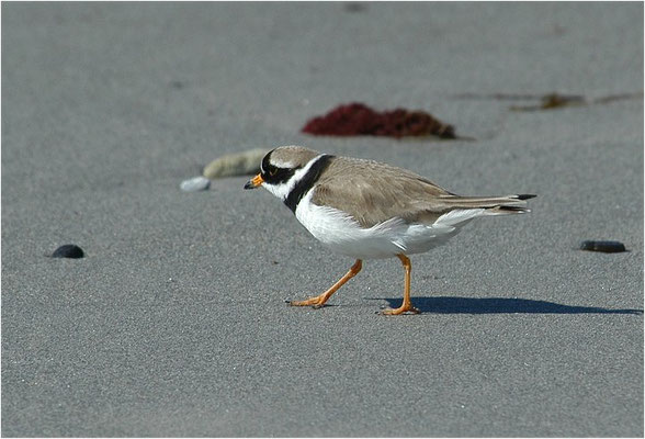 SANDREGENPFEIFER, RINGED PLOVER, CHARADRIUS HIATICULA