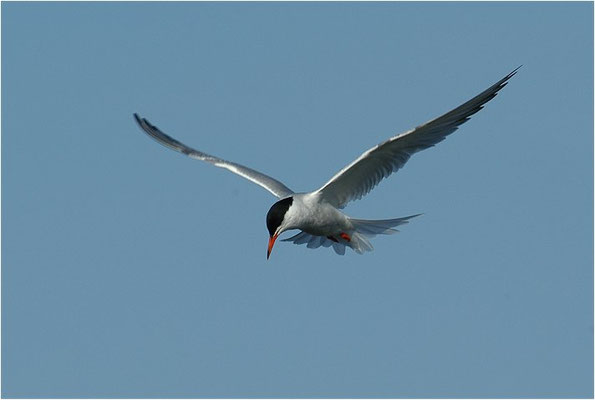 FLUSSSEESCHWALBE, COMMON TERN, STERNA HIRUNDO