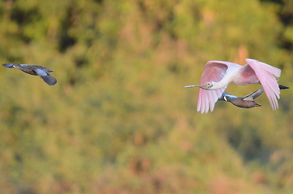 BLAUFLÜGELENTE, BLUE-WINGED TEAL, ANAS DISCORS