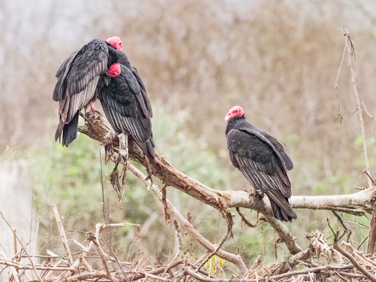 Truthahngeier, Turkey Vulture - Cathartes aura