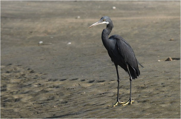 KÜSTENREIHER, WESTERNREEF HERON, EGRETTA GULARIS