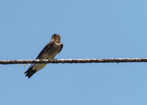 NÖRDLICHE RAUFLÜGELSCHWALBE, NORTHERN ROUGH-WINGED SWALLOW, STELGIDOPTERYX SERRIPENNIS