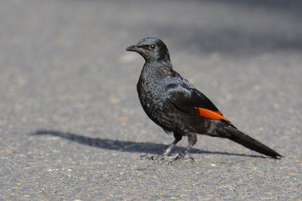 ROTSCHWINGENSTAR, RED-WINGED STARLING, ONYCHOGNATHUS MORIO