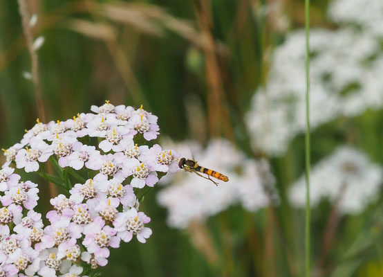 STIFTSCHWEBFLIEGE, SPHAEROPHORIA SCRIPTA