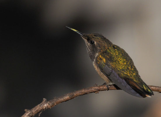 VULKANELFE, VOLCANO HUMMINGBIRD, SELASPHORUS FLAMMULA