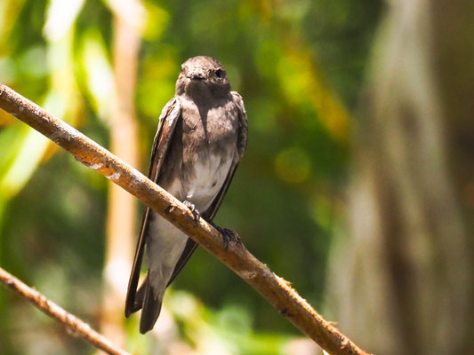 Braunkehluferschwalbe, Brown-throated Martin - Riparia paludicola