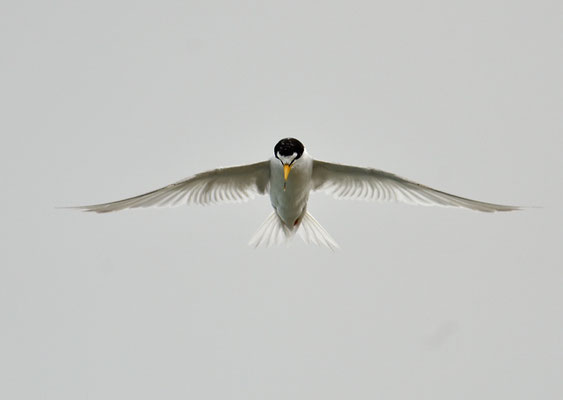 Amerikanische Zwergseeschwalbe, Least tern, Sternula antillarum