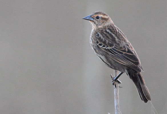 ROTSCHULTERSTÄRLING, RED-WINGED BLACKBIRD, AGELAIUS PHOENICUS 