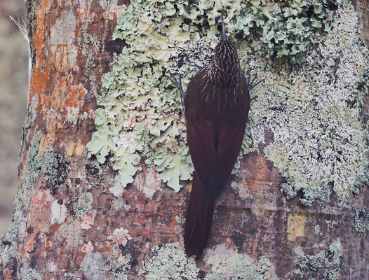 LANZETTSTRICHEL-BAUMSTEIGER, STREAK-HEADED WOODCREEPR, LEPIDOCOLAPTES SOULEYETII
