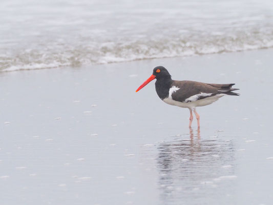 Braunmantel-Austernfischer, American Oystercatcher - Haematopus palliatus