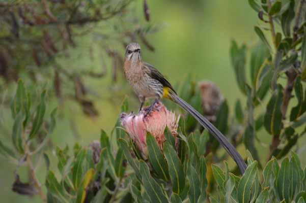 KAPHONIGFRESSER, CAPE SUGARBIRD, PROMEROPS CAFER