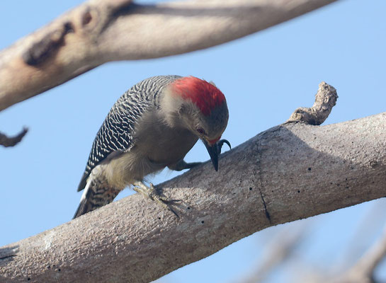 ROTKAPPENSPECHT, RED-CROWNED WOODPECKER, MELANERPES RUBRICAPILLUS