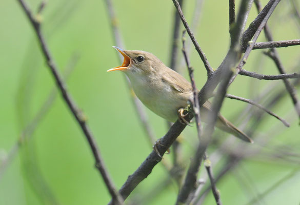 SUMPFROHRSÄNGER, MARSH WARBLER, ACROCEPHALUS PALUSTRIS