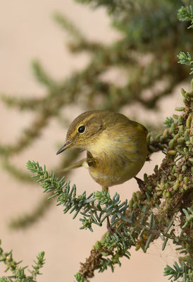ZILPZALP, CHIFFCHAFF, PHYLLOSCOPUS COLLYBITA