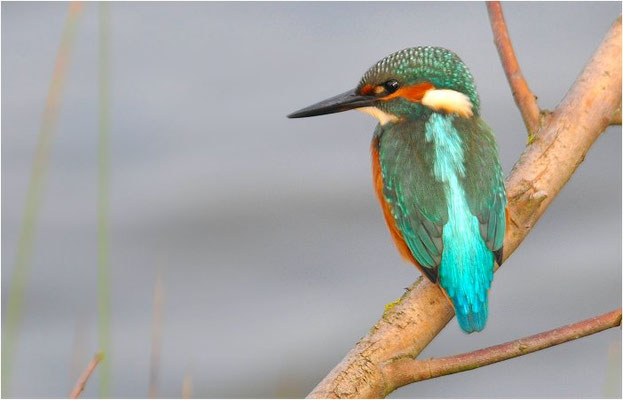 EISVOGEL, COMMON KINGFISHER, ALCEDO ATTHIS