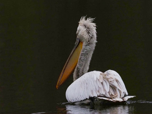 Krauskopfpelikan, Dalmatian Pelican - Pelecanus crispus