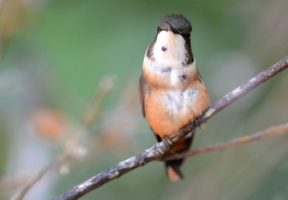VIOLETTKEHL-STERNKOLIBRI, MAGENTA-THROATED WOODSTAR, CALLIPHLOX BRYANTAE