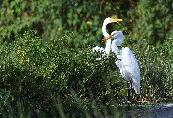 SILBERREIHER, GREAT EGRET, ARDEA ALBA