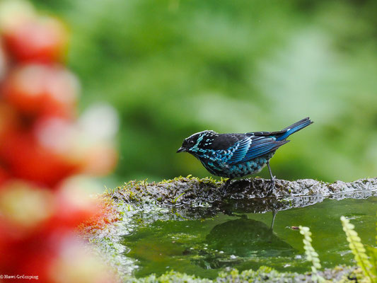 SILBERFLECKENTANGARE, BERYL-SPANGLED TANAGER - TANGARA NIGROVIRIDIS