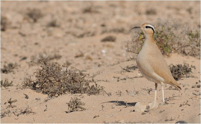 RENNVOGEL, CREAM-COLOURED COURSER, CURSORIUS CURSOR