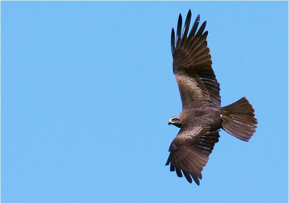 SCHWARZMILAN, BLACK KITE, MILVUS MIGRANS