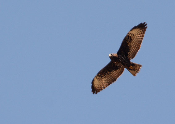 KURZSCHWANZBUSSARD, SHORT-TAILED HAWK, BUTEO BACHYURUS