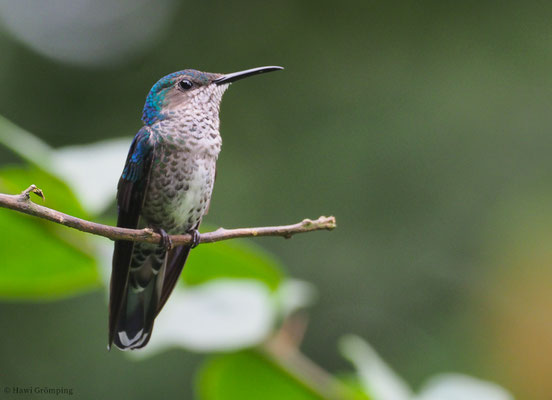 WEISSNACKENKOLIBRI, WHITE-NECKED JACOBIN, FLORISUGA MELLIVORA