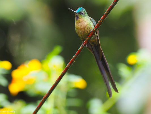 LANGSCHWANZSYLPHE, VIOLET-TAILED SYLPH -  AGLAIOCERCUS COELESTIS