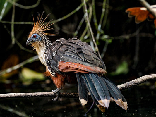 Hoatzin, Hoatzin - Opisthocomus hoazin