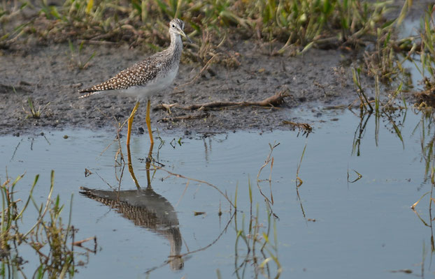 GROSSER GELBSCHENKEL, GREATER YELLOWLEGS, TRINGA MELANOLEUCA