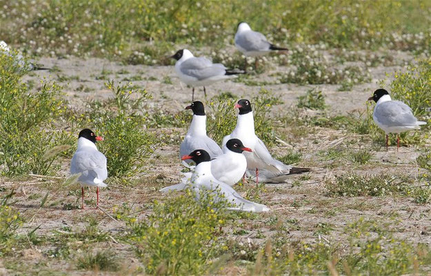 SCHWARZKOPFMÖWE, MEDITERRANEAN GULL, LARUS MELANOCEPHALUS