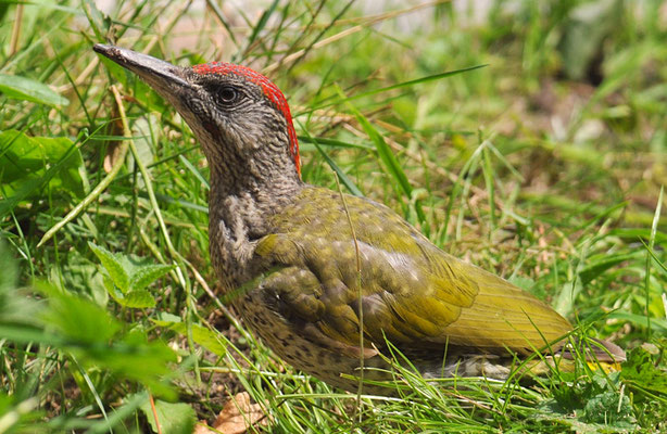 GRÜNSPECHT, GREEN WOODPECKER, PICUS VIRIDIS
