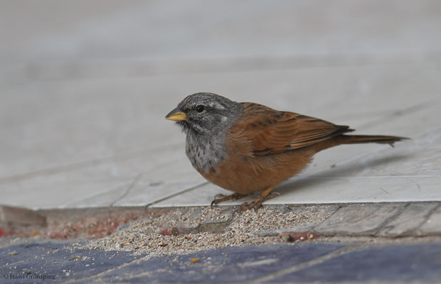 HAUSAMMER, HOUSE BUNTING, EMBERIZA SAHARI
