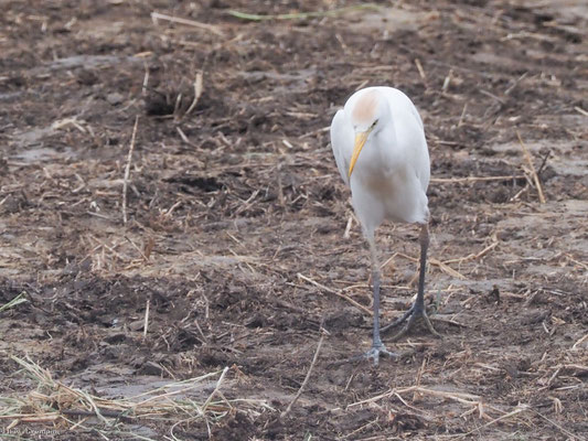 Kuhreiher, Cattle egret - Bubulcus ibis