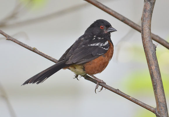 FLECKENGRUNDAMMER, SPOTTED TOWHEE, PIPILO MACULATUS